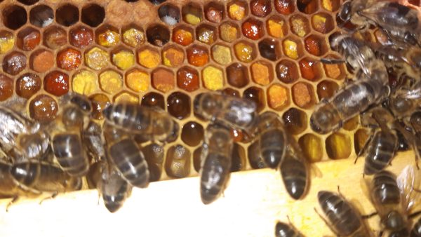 Pollen abeilles Provence Ferme Verdoulet